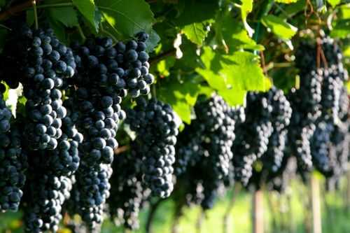 Площади виноградников в Украине уменьшились в 50 раз