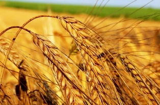 GAFTA объявила о дефолте украинских Агроинвестиций