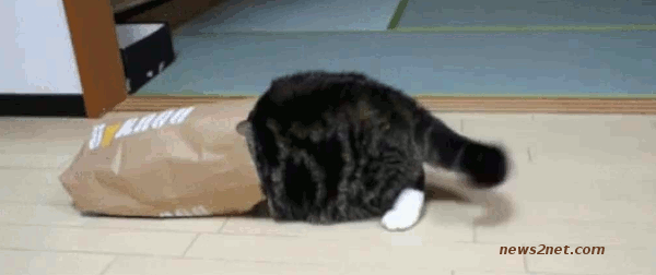 Почему коты прячутся в коробках