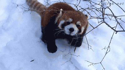 Пушистый зверек играет на снегу.