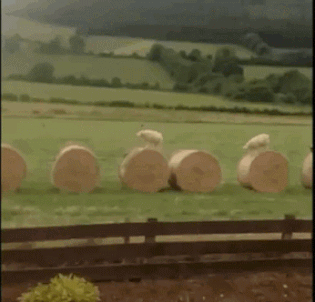 Британские овцы случайно наелись каннабиса